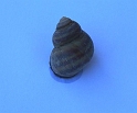 Viviparus sp